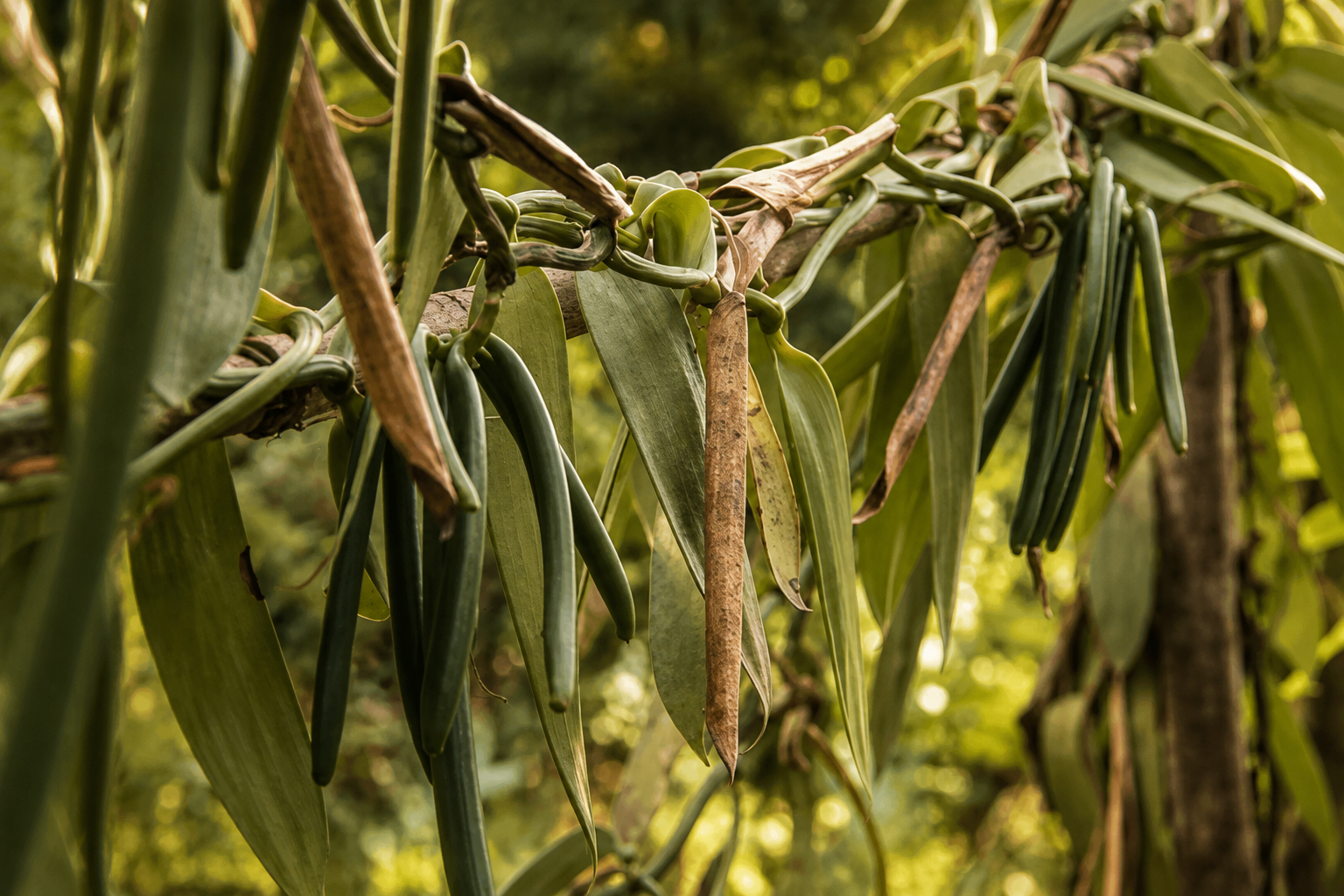 Vanilla vines growing at an African sourcing origin